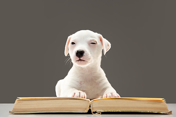 Image showing Cute and little doggy posing cheerful, reading book and looks smart