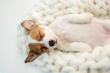 Image showing Cute and little doggy posing cheerful in big comfortable plaid