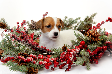 Image showing Cute and little doggy posing cheerful isolated on white background