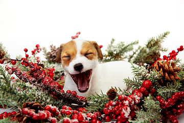 Image showing Cute and little doggy posing cheerful isolated on white background