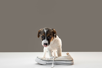 Image showing Cute and little doggy posing cheerful with human\'s shoe on gray background