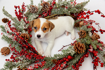 Image showing Cute and little doggy posing cheerful isolated on white background