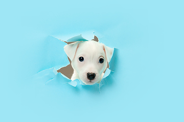 Image showing Cute and little doggy running breakthrough blue studio background