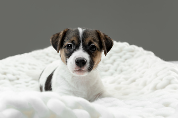 Image showing Cute and little doggy posing cheerful isolated on gray background