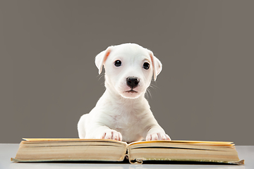 Image showing Cute and little doggy posing cheerful, reading book and looks smart