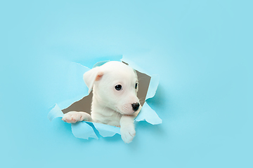 Image showing Cute and little doggy running breakthrough blue studio background