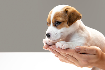 Image showing Cute and little doggy posing cheerful in comfortable human hands