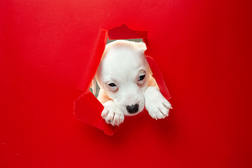 Image showing Cute and little doggy running breakthrough red studio background