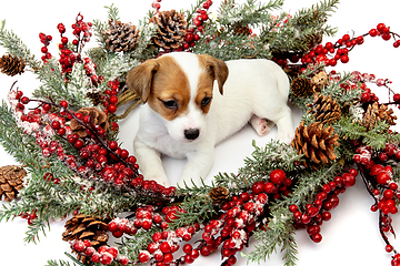 Image showing Cute and little doggy posing cheerful isolated on white background