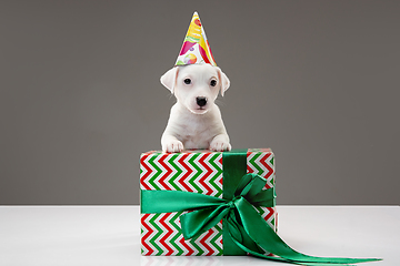 Image showing Cute and little doggy posing cheerful isolated on gray background