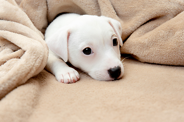 Image showing Cute and little doggy posing cheerful in comfortable soft plaid