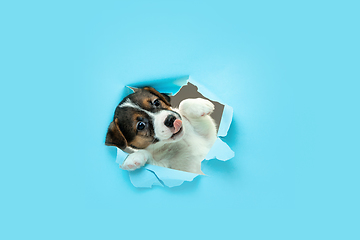 Image showing Cute and little doggy running breakthrough blue studio background