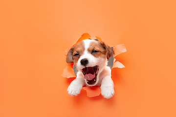 Image showing Cute and little doggy running breakthrough orange studio background