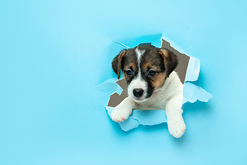 Image showing Cute and little doggy running breakthrough blue studio background