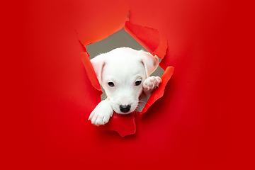 Image showing Cute and little doggy running breakthrough red studio background