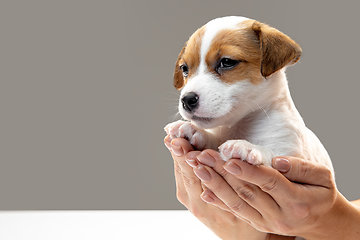 Image showing Cute and little doggy posing cheerful in comfortable human hands