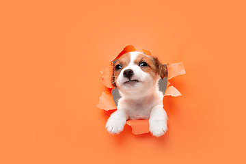 Image showing Cute and little doggy running breakthrough orange studio background