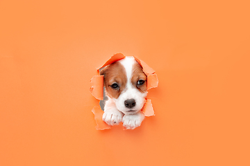 Image showing Cute and little doggy running breakthrough orange studio background