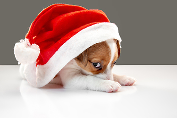 Image showing Cute and little doggy posing cheerful isolated on gray background