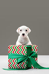 Image showing Cute and little doggy posing cheerful isolated on gray background