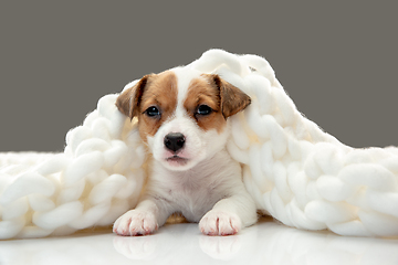 Image showing Cute and little doggy posing cheerful in big comfortable plaid