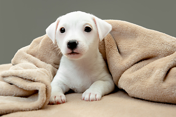 Image showing Cute and little doggy posing cheerful in comfortable soft plaid