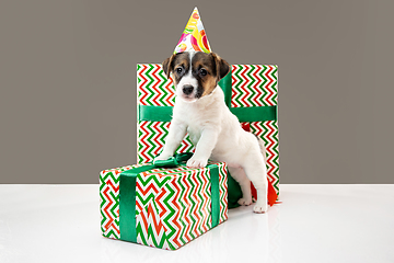 Image showing Cute and little doggy posing cheerful isolated on gray background