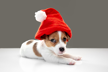 Image showing Cute and little doggy posing cheerful isolated on gray background