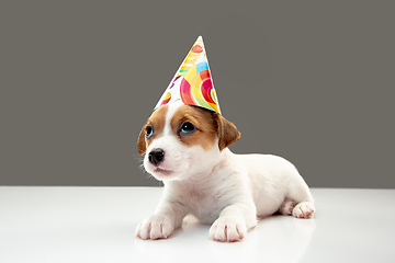 Image showing Cute and little doggy posing cheerful isolated on gray background