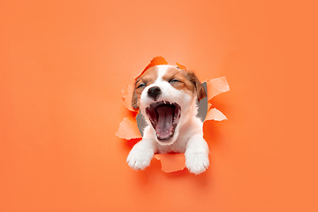 Image showing Cute and little doggy running breakthrough orange studio background