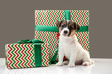 Image showing Cute and little doggy posing cheerful isolated on gray background