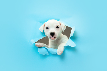 Image showing Cute and little doggy running breakthrough blue studio background