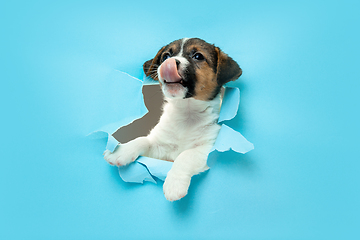 Image showing Cute and little doggy running breakthrough blue studio background