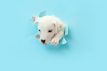 Image showing Cute and little doggy running breakthrough blue studio background