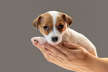 Image showing Cute and little doggy posing cheerful in comfortable human hands