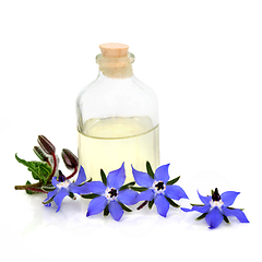 Image showing Borage Herb Flowers for Aromatherapy Essential Oil