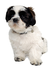 Image showing Sad Shih Tzu dog