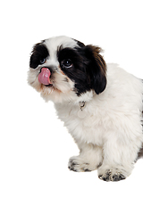 Image showing Sad Shih Tzu dog