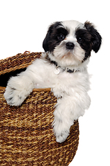 Image showing Happy Shih Tzu dog