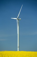 Image showing a windturbine into a rape field