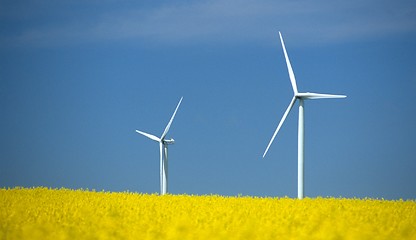 Image showing farm of winturbines close to rape field 