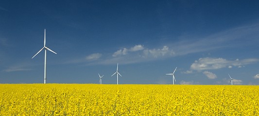 Image showing farm of windturbines close to rape field 