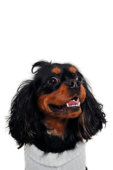 Image showing Cavalier King Charles Spaniel isolatet on white