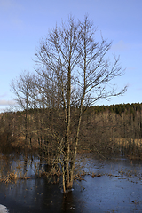 Image showing Flooded Trees in Winter