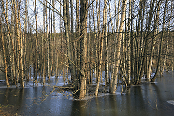 Image showing Flooded Trees in Winter