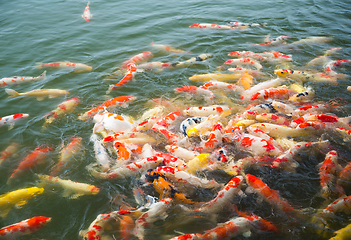 Image showing Japan Koi Carp in Koi pond