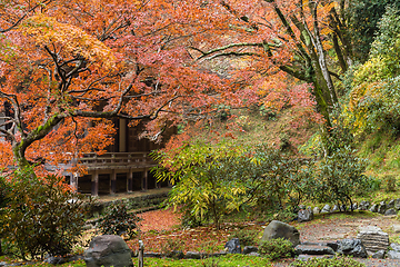 Image showing Beautiful Japanese garden in autumn