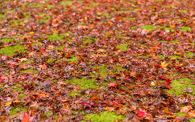 Image showing Maple tree on the ground