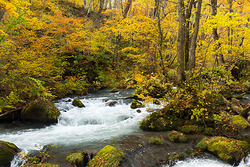 Image showing Oirase stream with waterfall