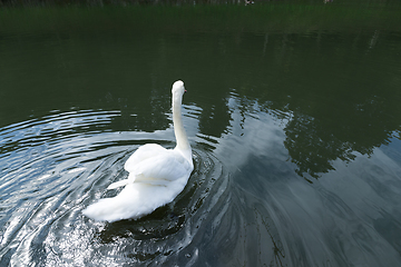 Image showing Swan in the pond